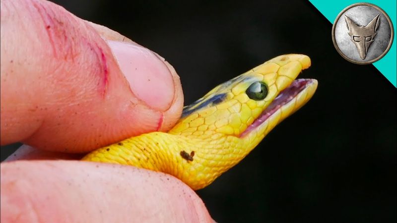 Potent Venom
