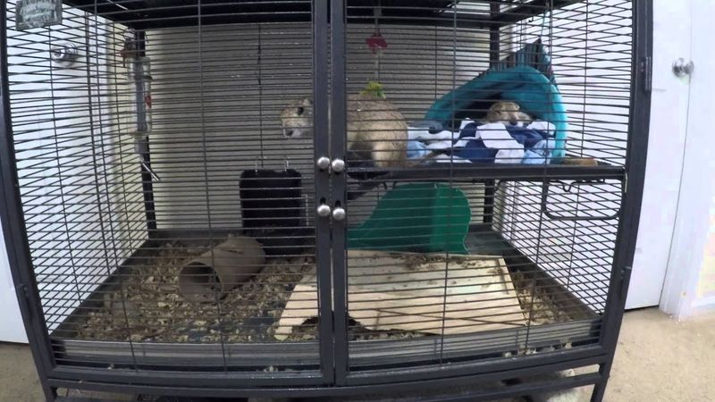 Prairie Dog