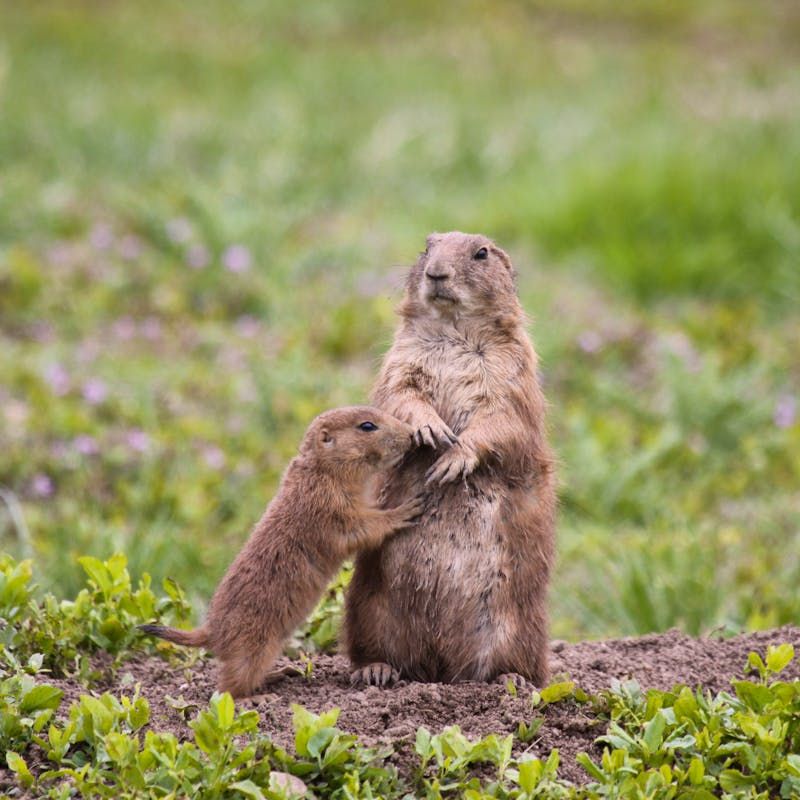 Prairie Dog