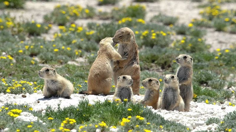 Prairie Dog