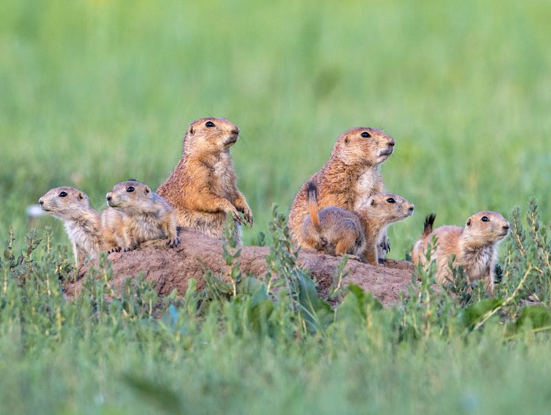 Prairie Dog