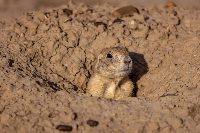 Prairie Dog