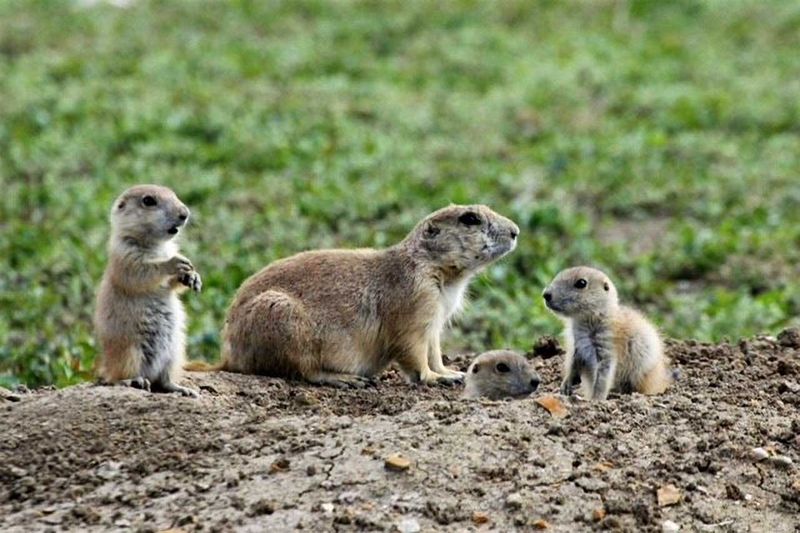 Prairie Dogs