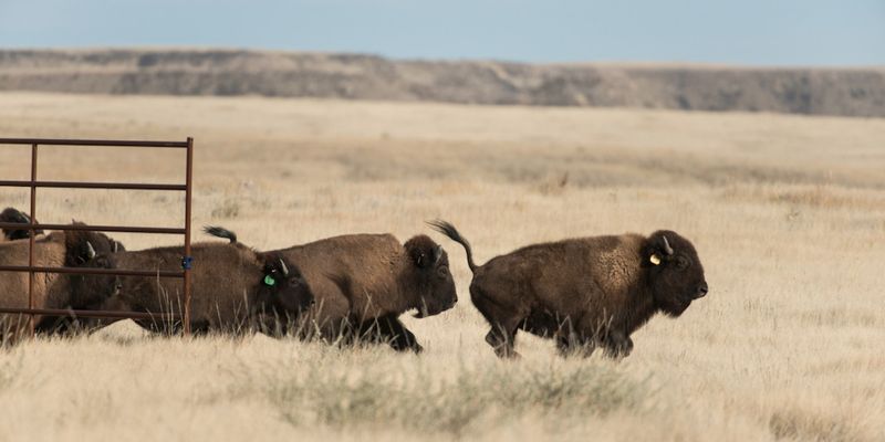 Prairie Echo's Renewal