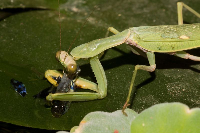 Praying Mantis