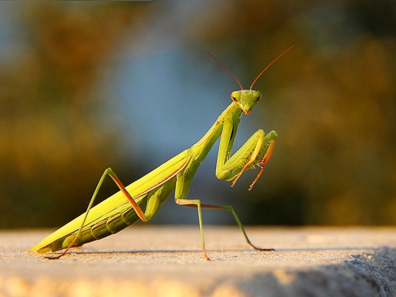 Praying Mantis