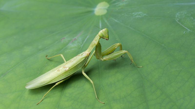 Praying Mantis