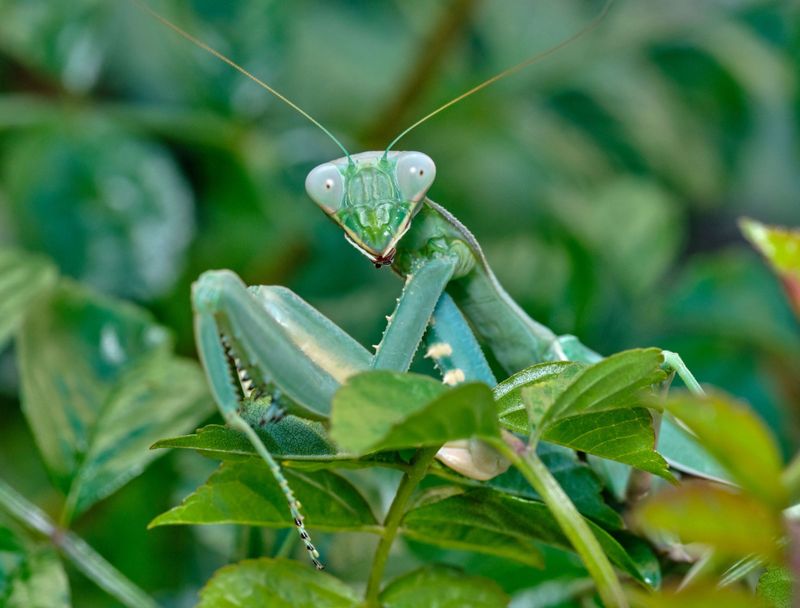 Praying Mantis