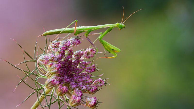 Praying Mantises