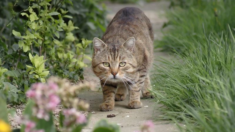 Predator Threats