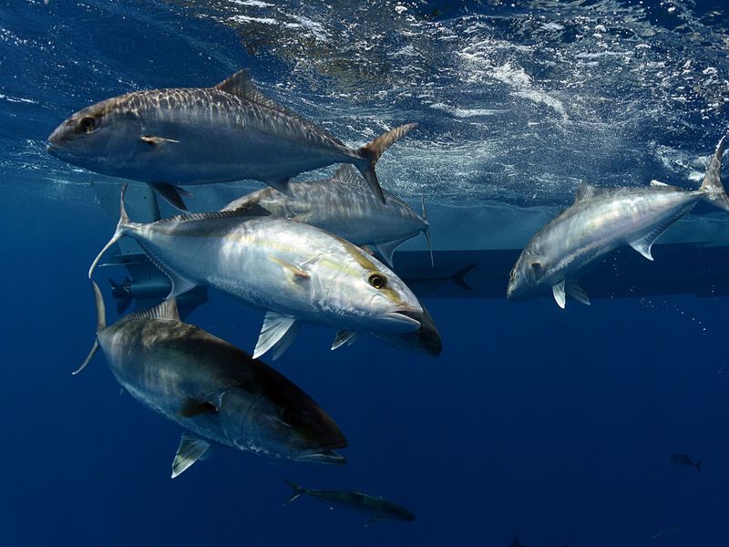 Predator and Prey
