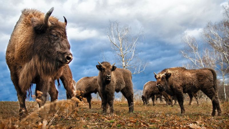 Predators and Threats