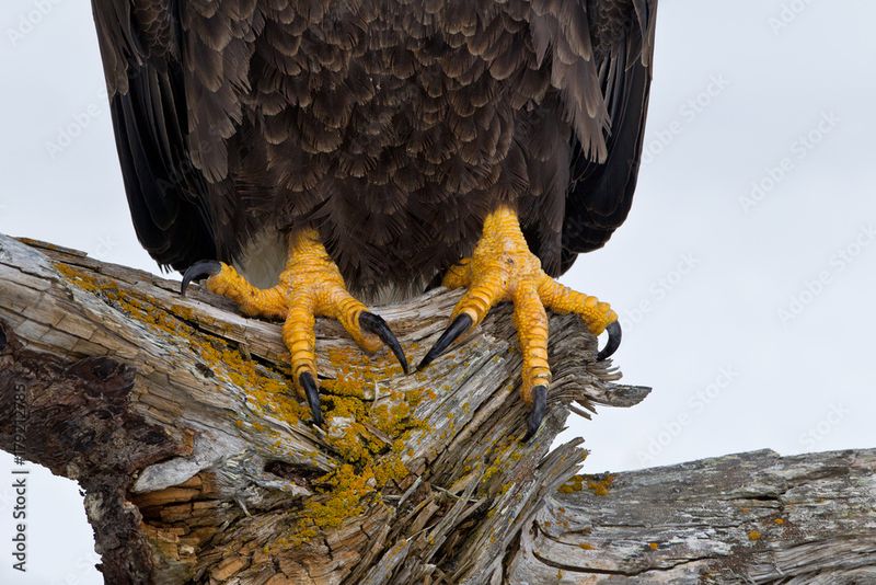 Predatory Adaptations