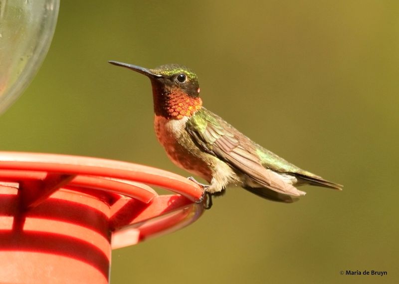 Preening