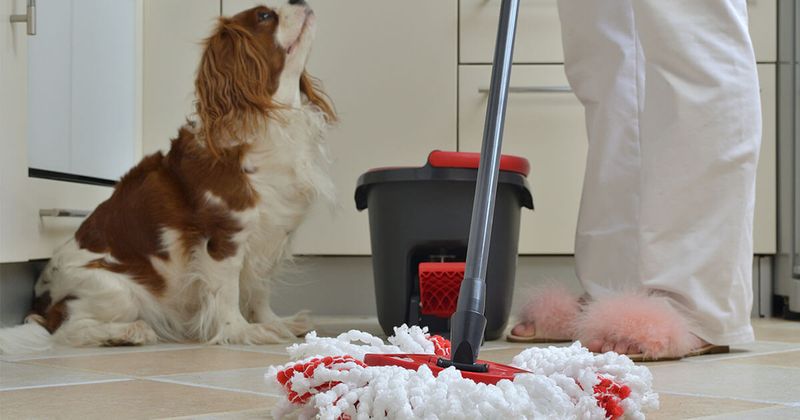 Preference for Cleanliness
