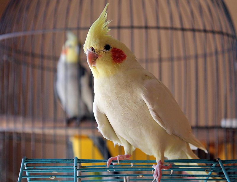 Preference for Other Pets