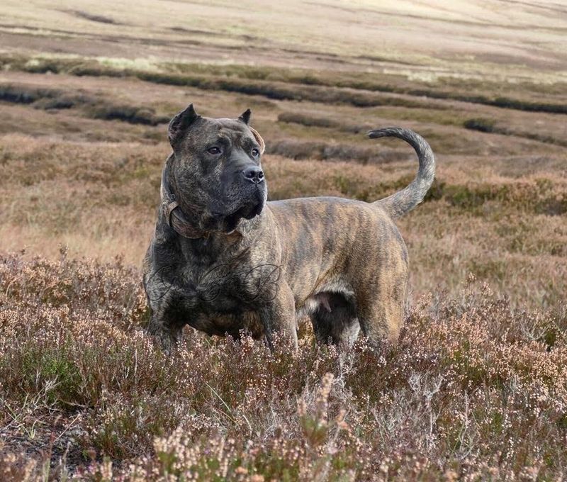 Presa Canario