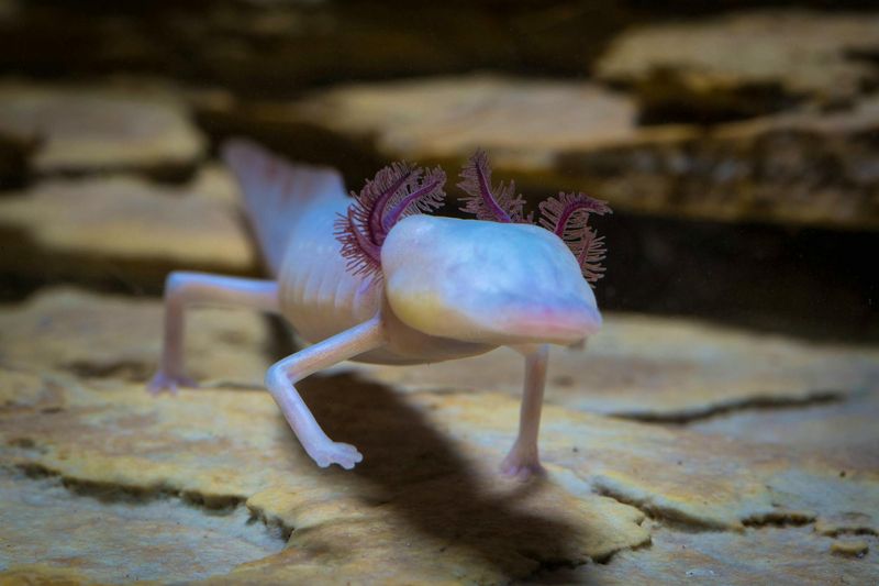 Presence of Rare Amphibians