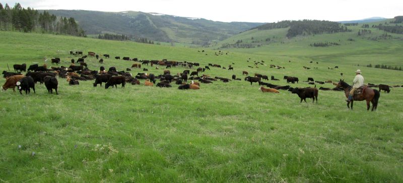 Preventing Overgrazing