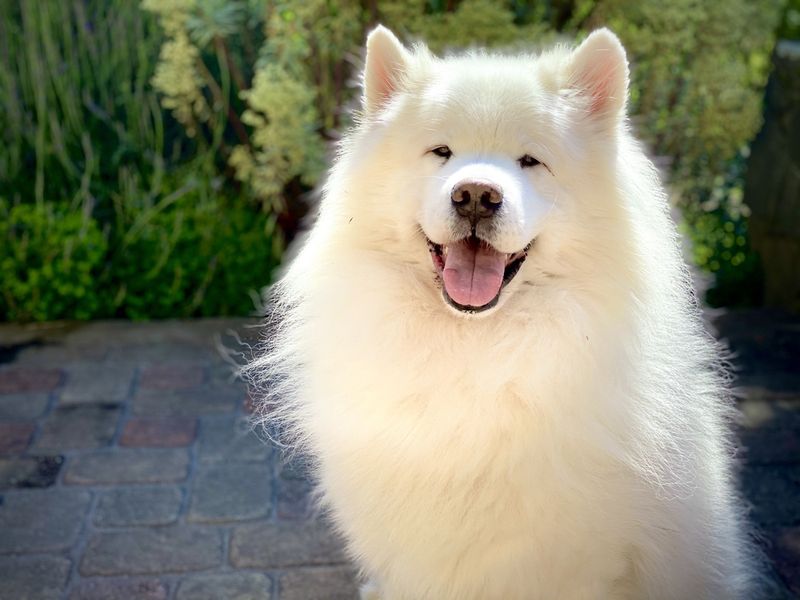 Pro: Hypoallergenic Qualities