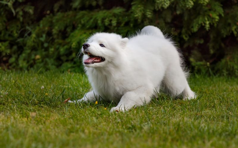 Pro: Playful and Energetic