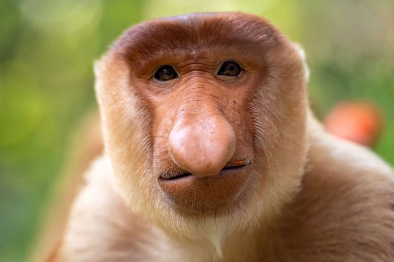 Proboscis Monkey