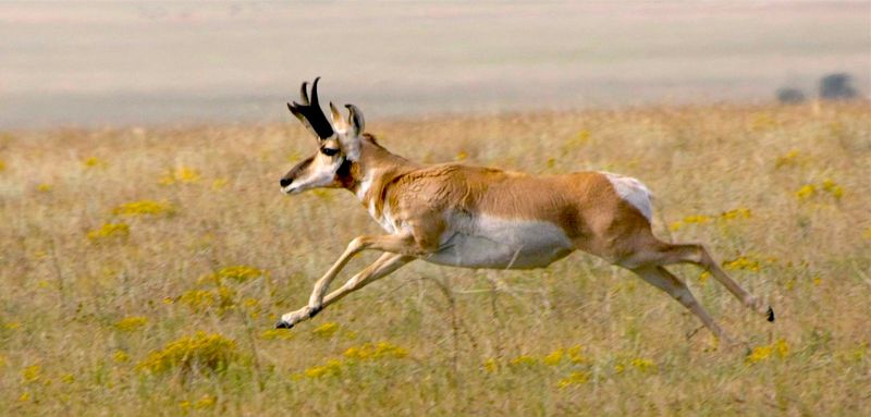 Pronghorn