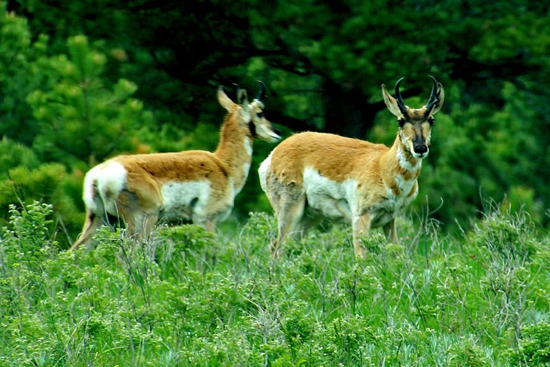 Pronghorn