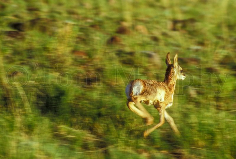 Pronghorn Antelope