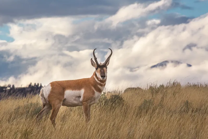 Pronghorn Antelope