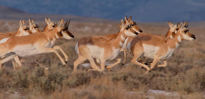 Pronghorn Migration in Wyoming