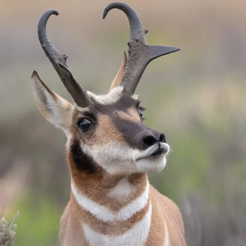 Pronghorn