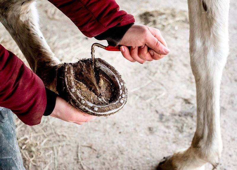 Proper Hoof Care