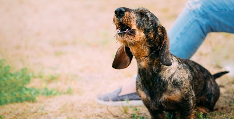Protective Barking