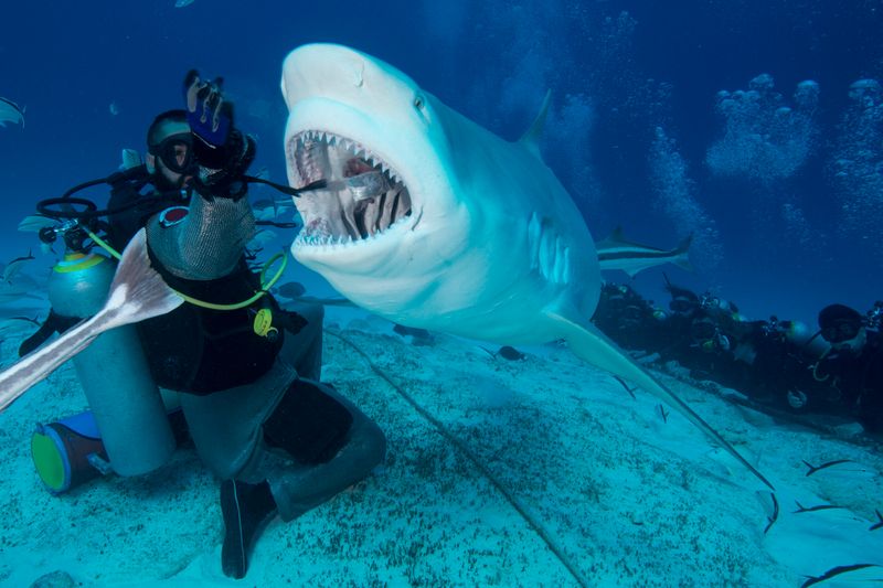 Protective Conservation Efforts