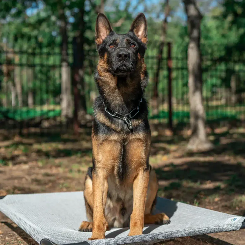 Protective Presence
