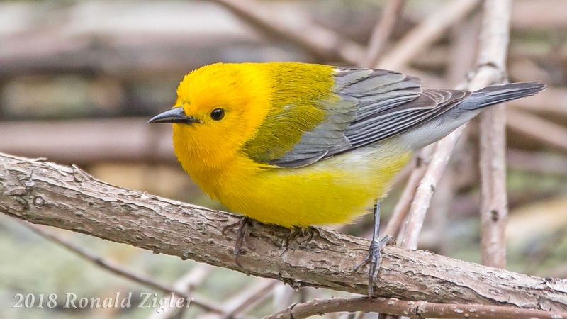 Prothonotary Warbler