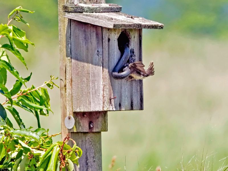 Provide Shelter from Predators