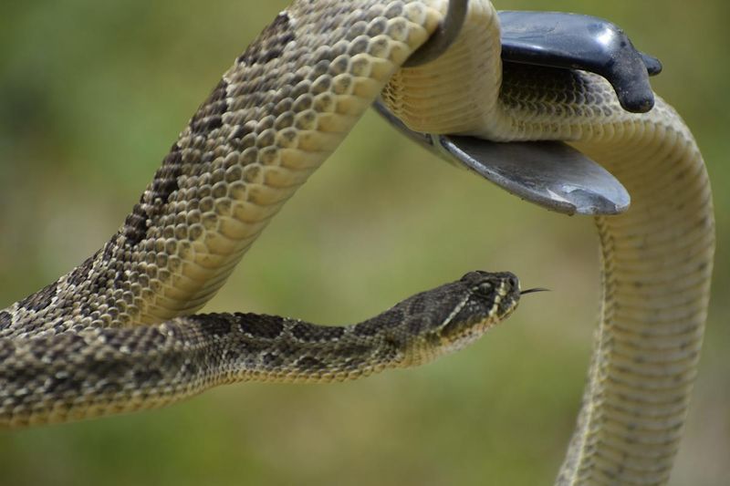 Provoking the Snake with Sticks or Rocks