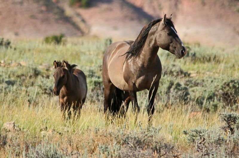 Pryor Mountain Mustang