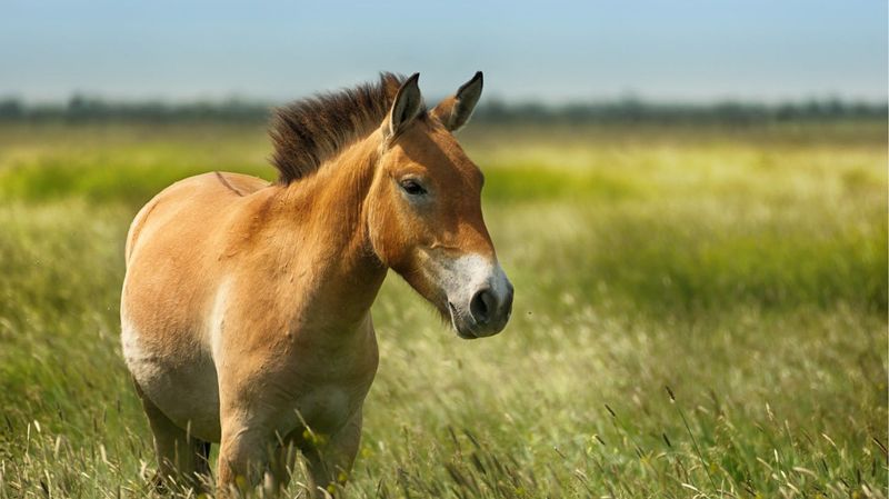 Przewalski's Horse