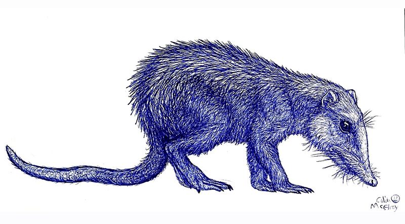 Ptilodus