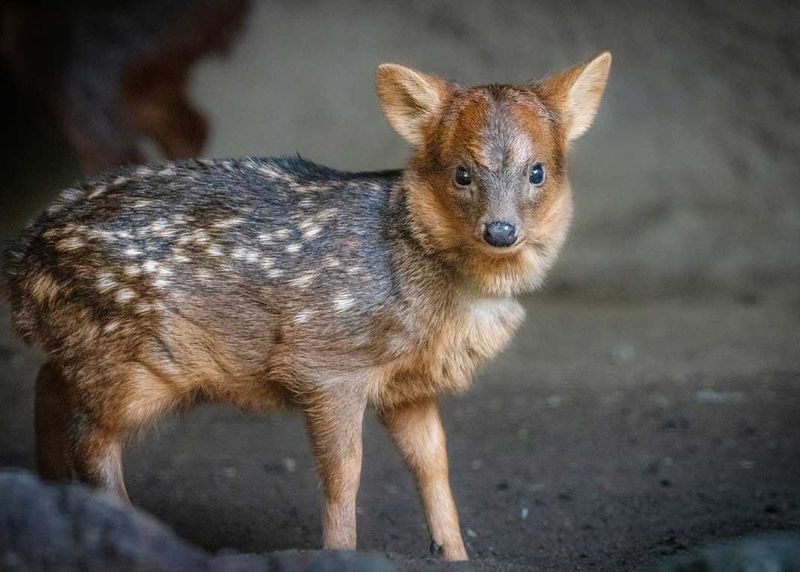 Pudu