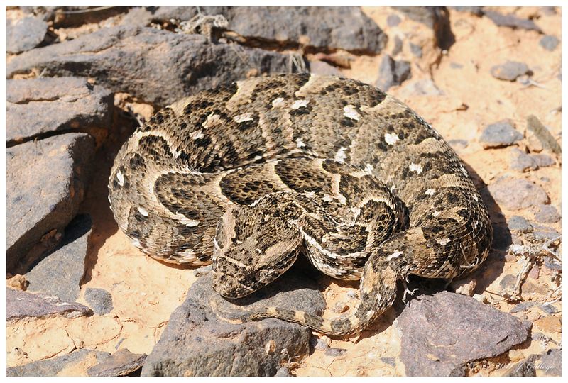 Puff Adder
