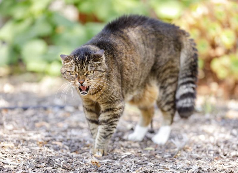 Puffed-Up Tail