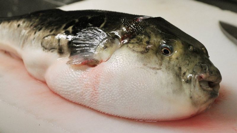 Pufferfish