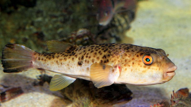 Pufferfish
