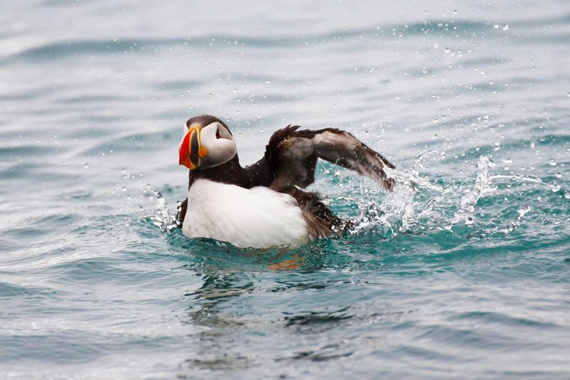 Puffin