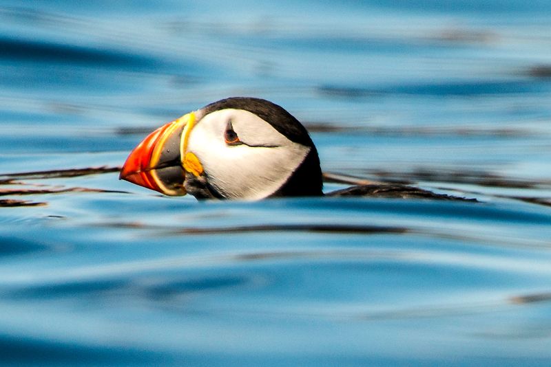 Puffins