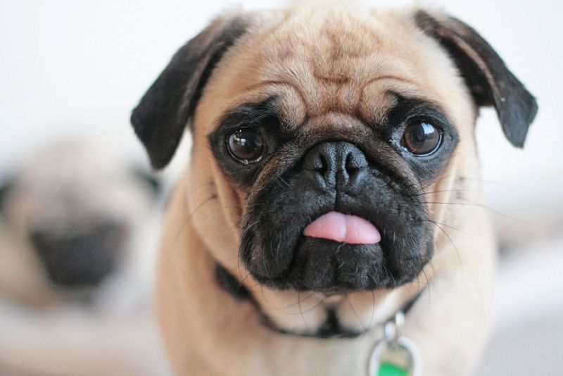 Pug